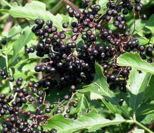 How to Make Homemade Elderberry Syrup & Why